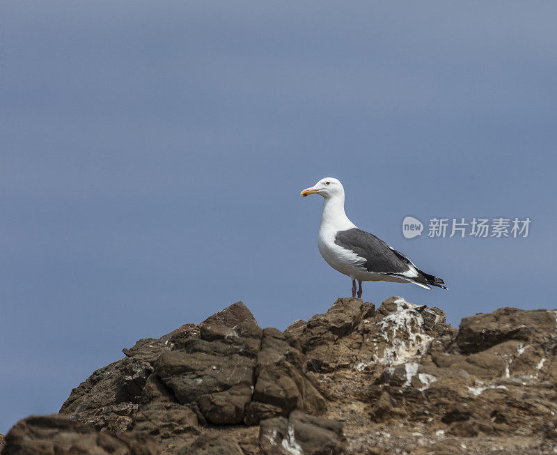 西洋鸥(Larus occidentalis)